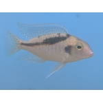 Mylochromis Guentheri - Image 2