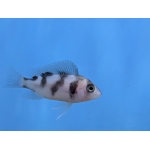 Black Widow Frontosa Cyphotilapia frontosa - Image 2