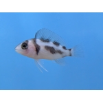 Black Widow Frontosa Cyphotilapia frontosa - Image 1