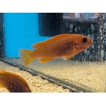 Rusty Cichlid Iodotropheus sprengerae - Image 1