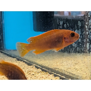 Rusty Cichlid Iodotropheus sprengerae The Fish Barn