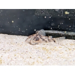 Bearded Catfish Scleromystax barbatus - Image 2
