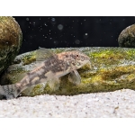 Bearded Catfish Scleromystax barbatus - Image 1