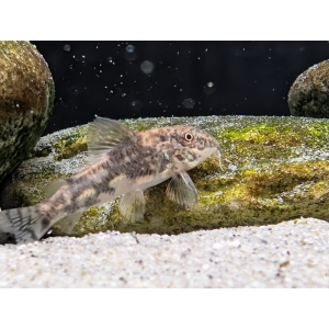 Bearded Catfish Scleromystax barbatus The Fish Barn