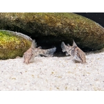 Bearded Catfish Scleromystax barbatus - Image 3