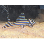 L046 Zebra Pleco - Image 1