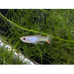 Silver Endler Guppy Poecilia wingei - Image 3