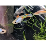 Silver Endler Guppy Poecilia wingei - Image 2