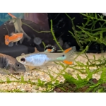 Silver Endler Guppy Poecilia wingei - Image 1