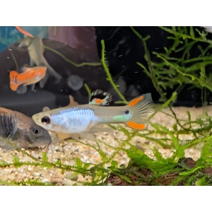 Silver Endler Guppy Poecilia wingei The Fish Barn