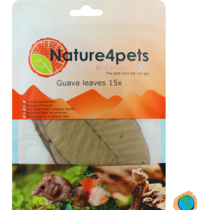 Guava Leaves x 15