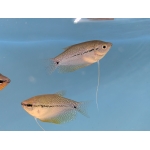 Pearl Gourami XL Trichogaster leeri - Image 1
