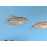Pearl Gourami XL Trichogaster leeri - Image 3