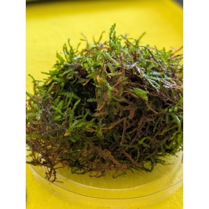 Christmas Moss