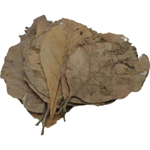 Teak Leaves x 10