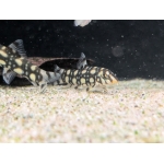 Polka Dot Loach (Botia kubotai) - Image 1