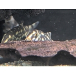 Polka Dot Loach (Botia kubotai) - Image 2