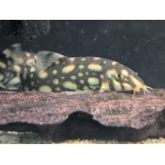 Polka Dot Loach (Botia kubotai) - Image 3