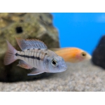 Red Empress Hap (Protomelas taeniolatus) - Image 2