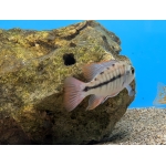 Red Empress Hap (Protomelas taeniolatus) - Image 3