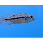 Red Empress Hap (Protomelas taeniolatus) - Image 1
