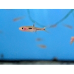 Phoenix Rasbora (Boraras merah) - Image 1