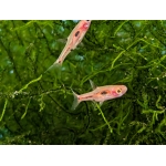 Phoenix Rasbora (Boraras merah) - Image 2