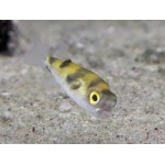 South American Puffer (Colomesus asellus) - Image 3