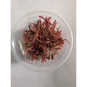 Cryptocoryne Flamingo The Fish Barn