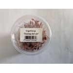 Cryptocoryne Flamingo - Image 2