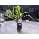Cryptocoryne retrospiralis - Image 1