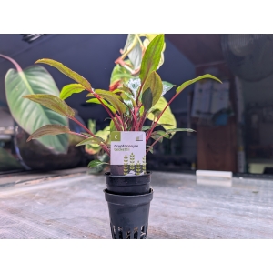 Crypotocoryne beckettii The Fish Barn