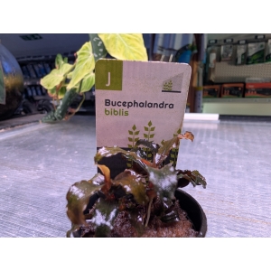 Bucephalandra biblis