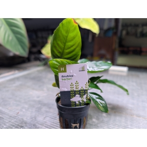 Anubias barteri