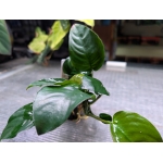 Anubias barteri - Image 2