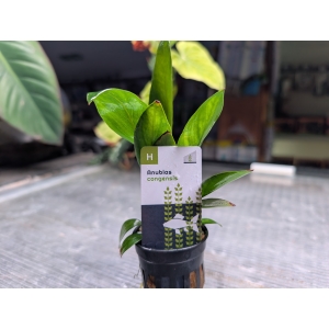 Anubias congensis