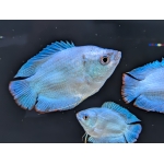 Dwarf Gourami Trichogaster fasciata - Image 2