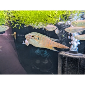 Paradise Fish Macropodus opercularis The Fish Barn