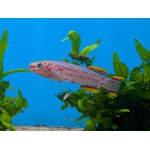 Steel Blue Killifish Fundulopanchax gardneri - Image 1