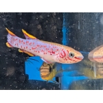 Steel Blue Killifish Fundulopanchax gardneri - Image 2