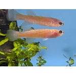 Steel Blue Killifish Fundulopanchax gardneri - Image 3
