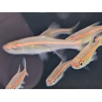 Red Line Rasbora Trigonopoma pauciperforatum - Image 3