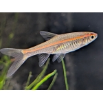 Red Line Rasbora Trigonopoma pauciperforatum - Image 1