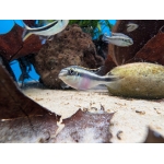 Kribensis Pelvicachromis pulcher - Image 2