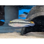 Kribensis Pelvicachromis pulcher - Image 3