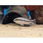 Kribensis Pelvicachromis pulcher - Image 4