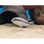 Kribensis Pelvicachromis pulcher - Image 1