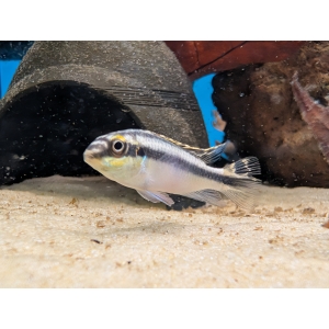 Kribensis Pelvicachromis pulcher The Fish Barn