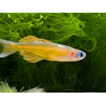 Red Neon Blue-eye Pseudomugil Luminatus - Image 1