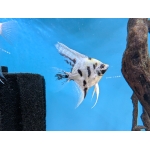 Panda Angelfish Pterophyllum scalare var. 'Panda' - Image 1